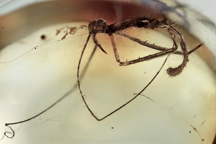 Fossil Assassin Bug (Reduviidae) Nymph In Baltic Amber - Rare #343243